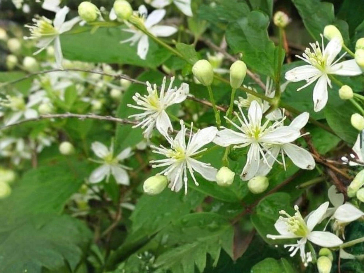Clematis virginiana Seeds – Virgin’s Bower Native Flowering Vine with White Flowers, Perennial Climber, 50 Seeds