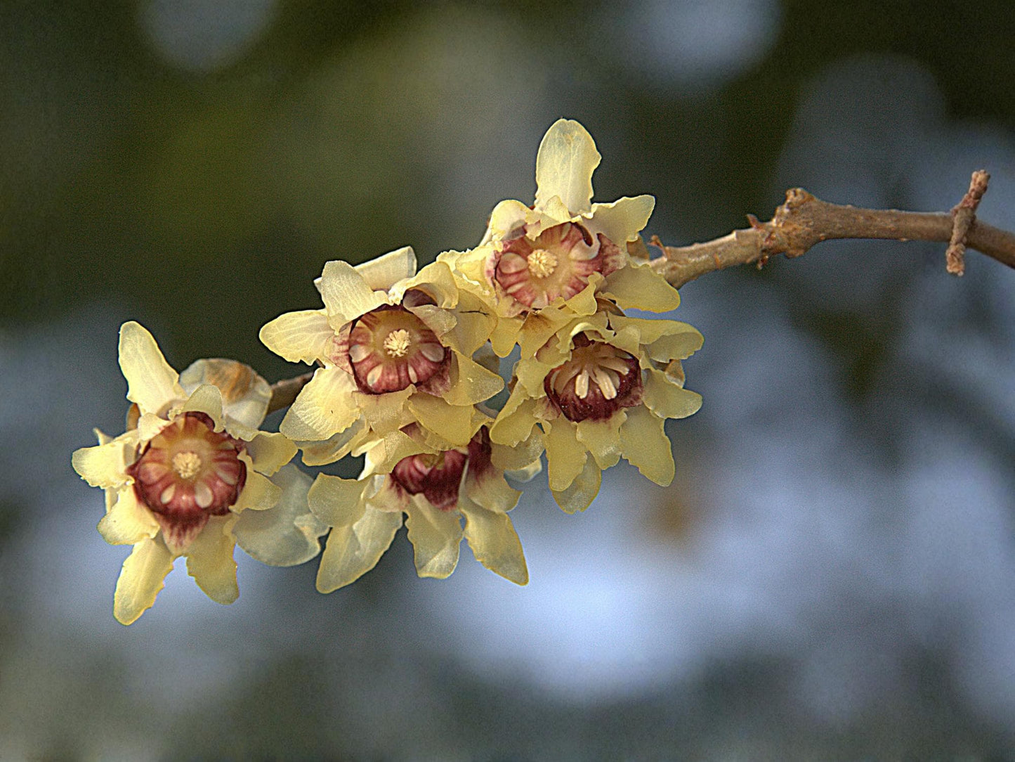 Wintersweet Seeds – Fragrant Yellow Flowers, Winter Blooming Chimonanthus praecox, Ornamental Shrub, 10 Non-GMO Seeds