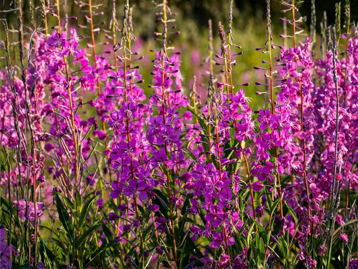 Fireweed Seeds – Native Wildflower, Pink Flowering Perennial, Pollinator Support, Chamaenerion angustifolium, 100 Seeds