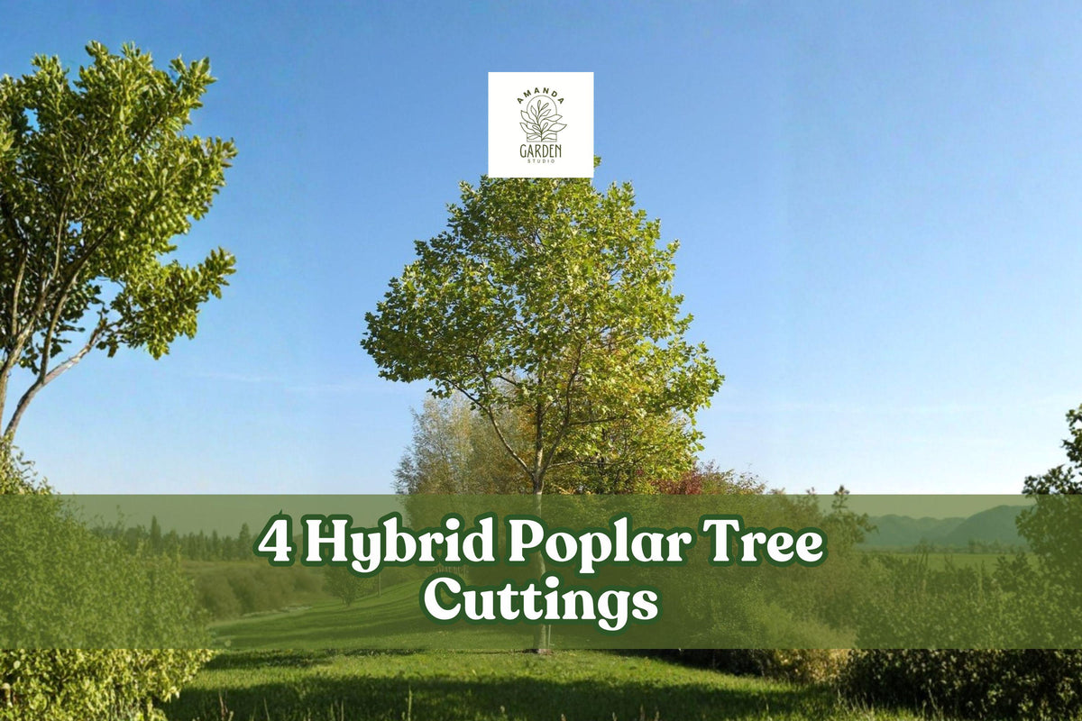 Hybrid Poplar Tree Cuttings – 4 Live Deciduous Landscape Plants for Privacy, Shade, and Landscaping – Populus hybrid