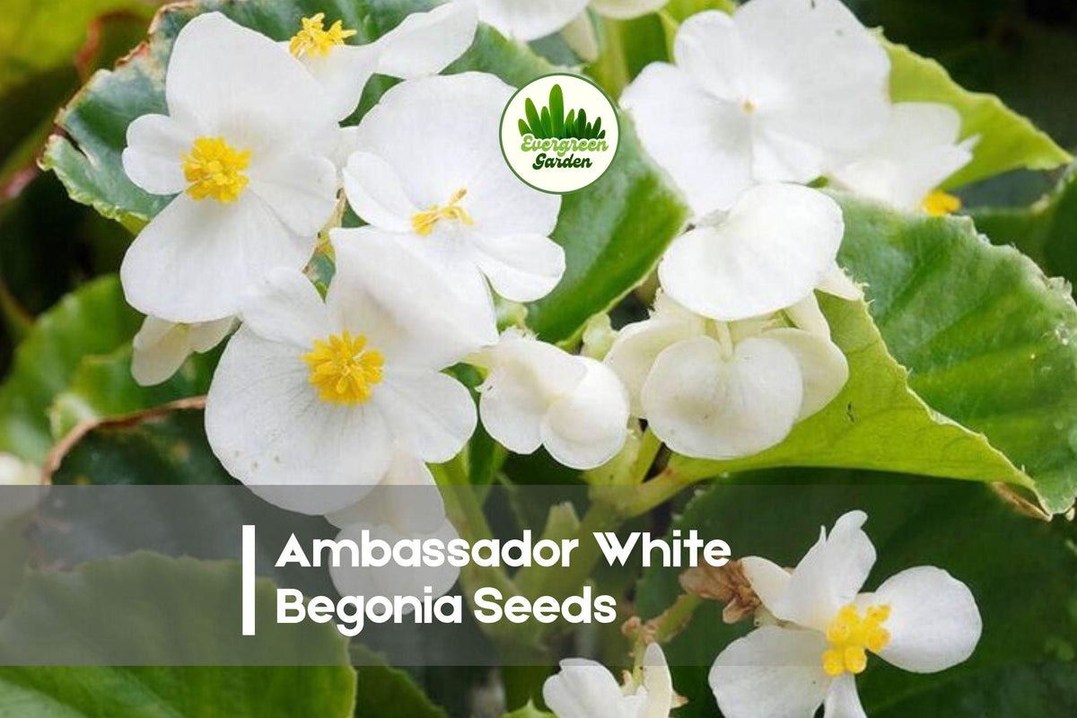 25+ Ambassador White Begonia Seeds | Flowering Annual Begonia semperflorens for Shade Gardens & Containers