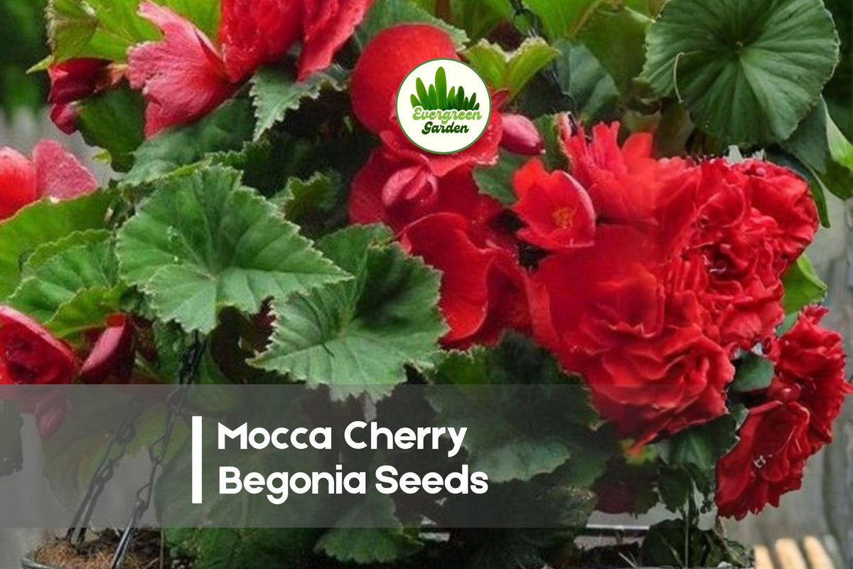 25+ Mocca Cherry Begonia Seeds – Deep Red Double Blooms, Bronze Foliage, Shade Garden, Container Plant, Begonia × tuberhybrida