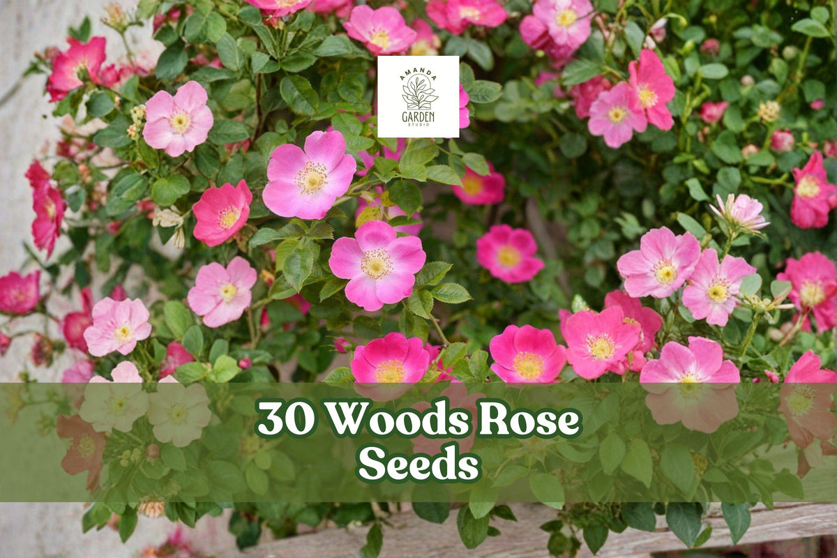 30 Woods’ Rose Seeds Rosa woodsii Native Ornamental Shrub for Garden Landscape Planting