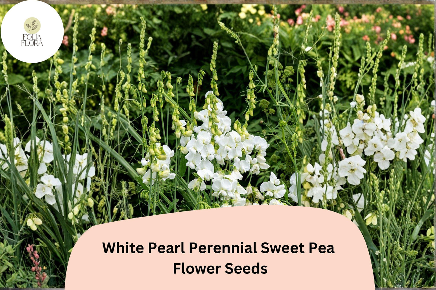 50+ White Pearl Perennial Sweet Pea Seeds | Climbing Vine for Garden Trellis | Lathyrus latifolius White Flowers