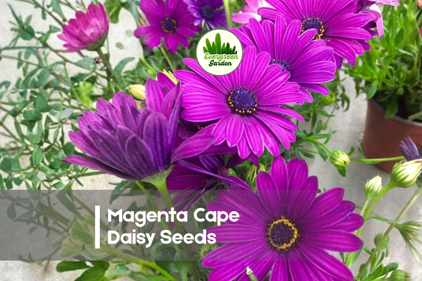 200+ Magenta Cape Daisy Seeds - Osteospermum ecklonis, Vibrant Magenta Flowers for Gardens, Borders & Containers
