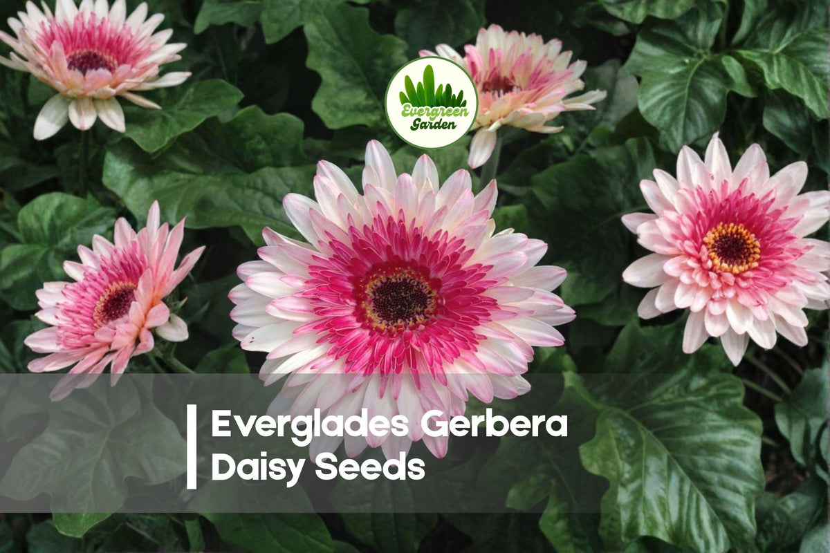Everglades Gerbera Daisy Seeds – Bright Vivid Blooms, Easy to Grow, Gerbera jamesonii, Garden, Border, Container, Cut Flowers