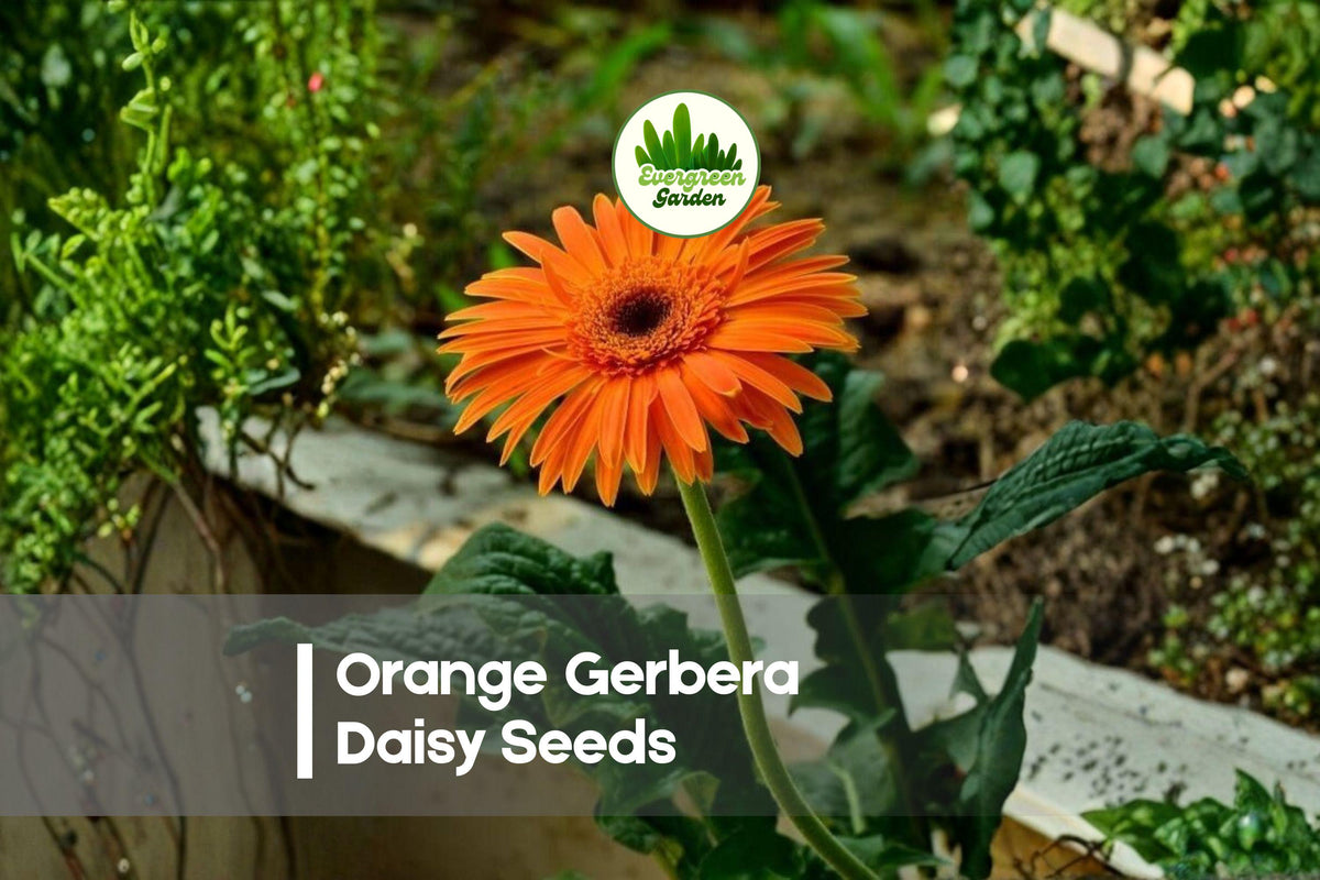 200 Orange Gerbera Daisy Seeds - Bright Orange Blooms, Gerbera jamesonii, Easy to Grow for Gardens & Containers
