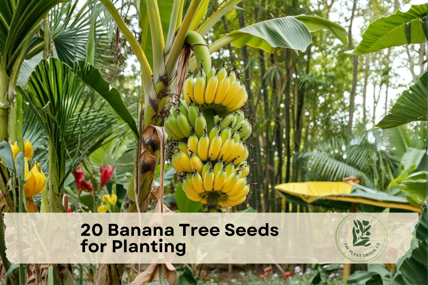20 Banana Tree Seeds for Planting - Musa Species, Tropical Foliage, Ornamental Banana Plant, Fast-Growing Indoor & Outdoor