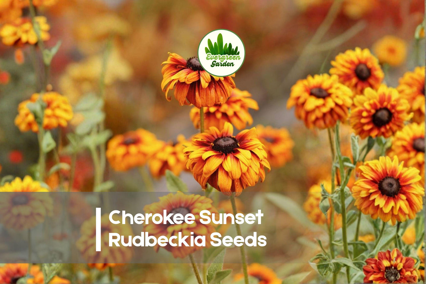 Cherokee Sunset Rudbeckia Seeds – 200+ Bright Gold, Copper & Orange Blooms, Rudbeckia hirta, Butterfly & Pollinator Attracting, Cut Flower
