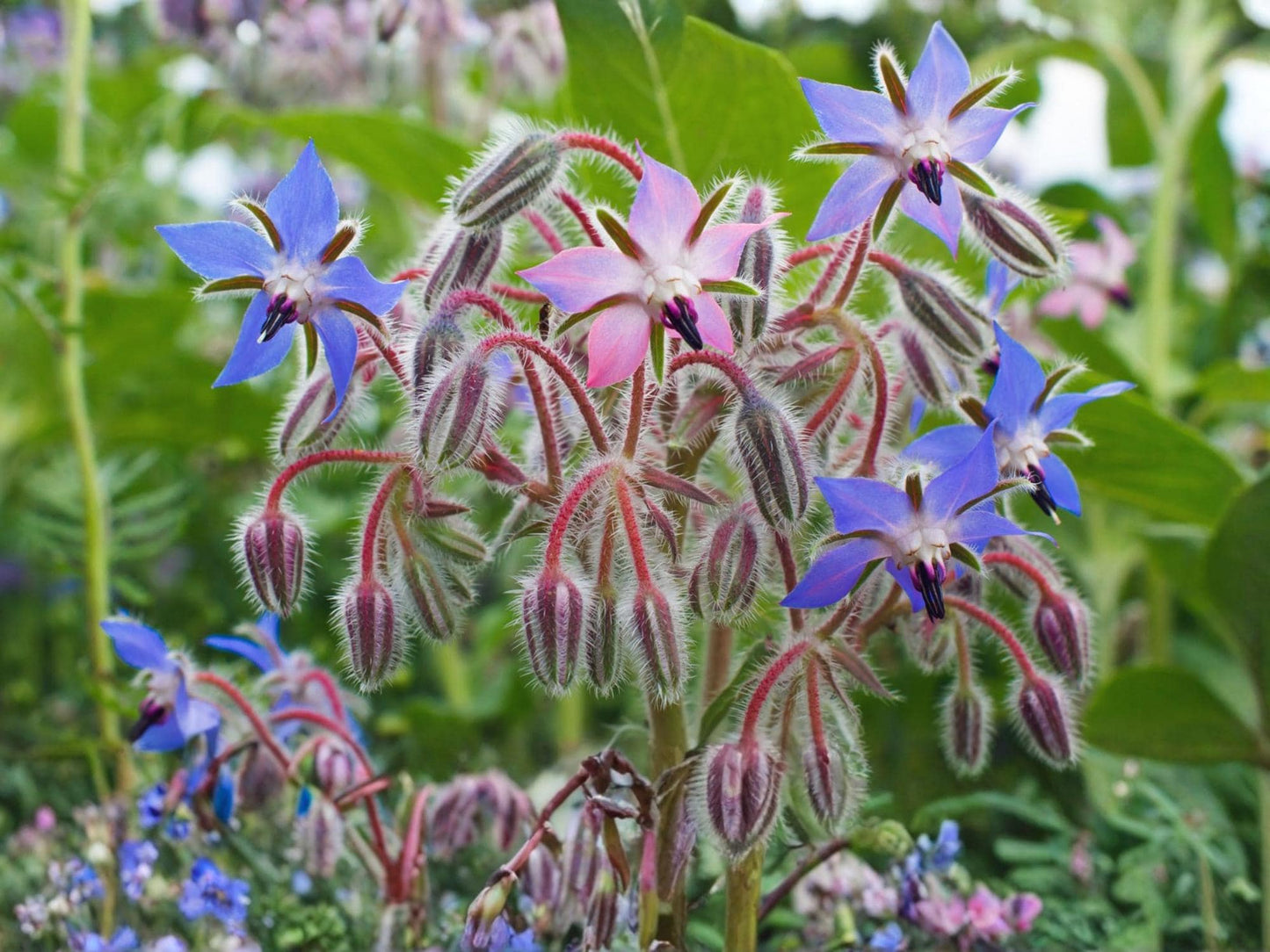 Borage Seeds – 50 Edible Blue Flowers & Medicinal Herb Seeds for Home Garden – Pollinator-Friendly, Cucumber Flavor, Annual Herb