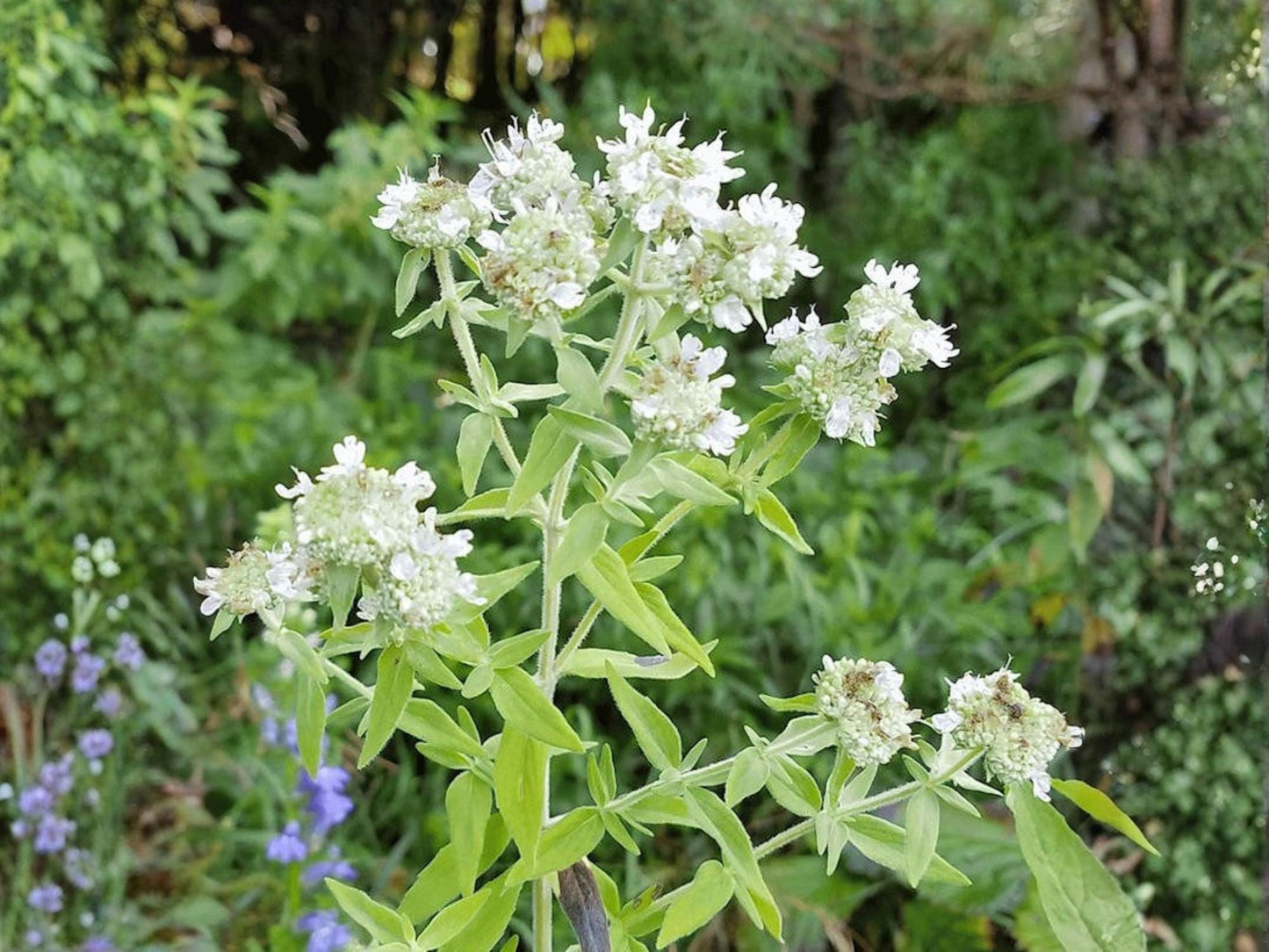 Mountain Mint Seeds – 300 Perennial Native Herb for Pollinator Gardens, Mentha canadensis