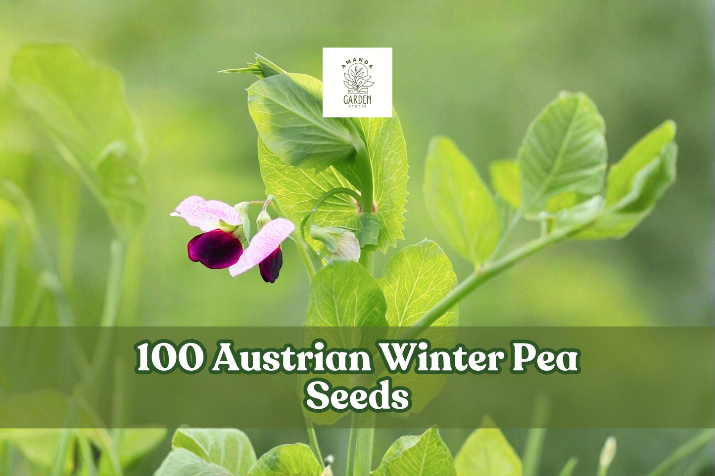 Austrian Winter Pea Seeds – Cover Crop Legume, Pisum sativum subsp. arvense, Cool-Season, 100 Seeds for Garden Planting