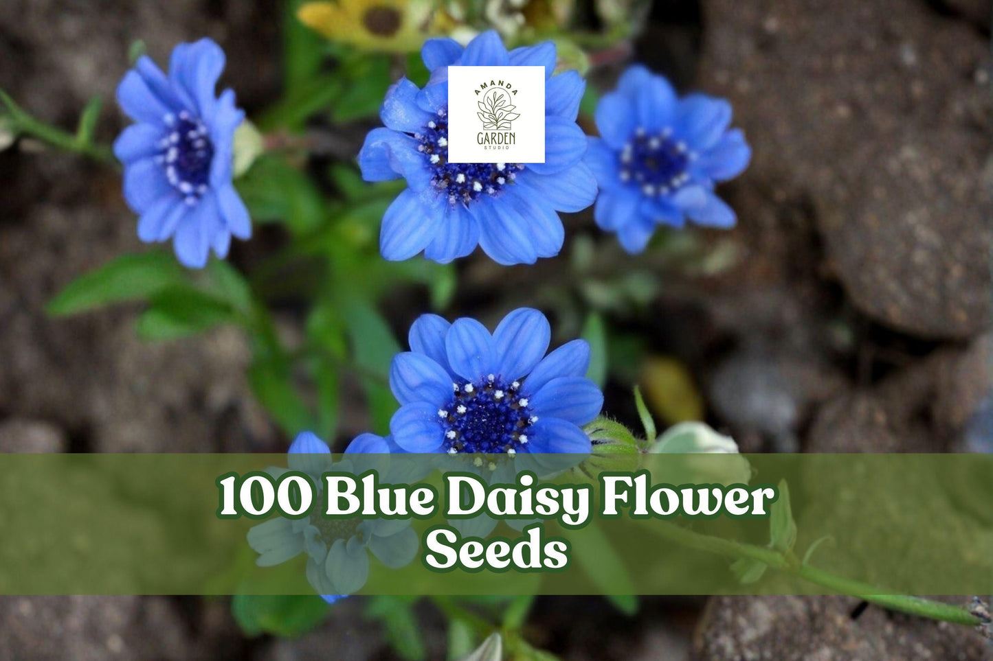 Blue Daisy Flower Seeds – Felicia heterophylla, Sky-Blue Blooms, Ornamental Garden Seeds, Compact, Annual, 100 Seeds