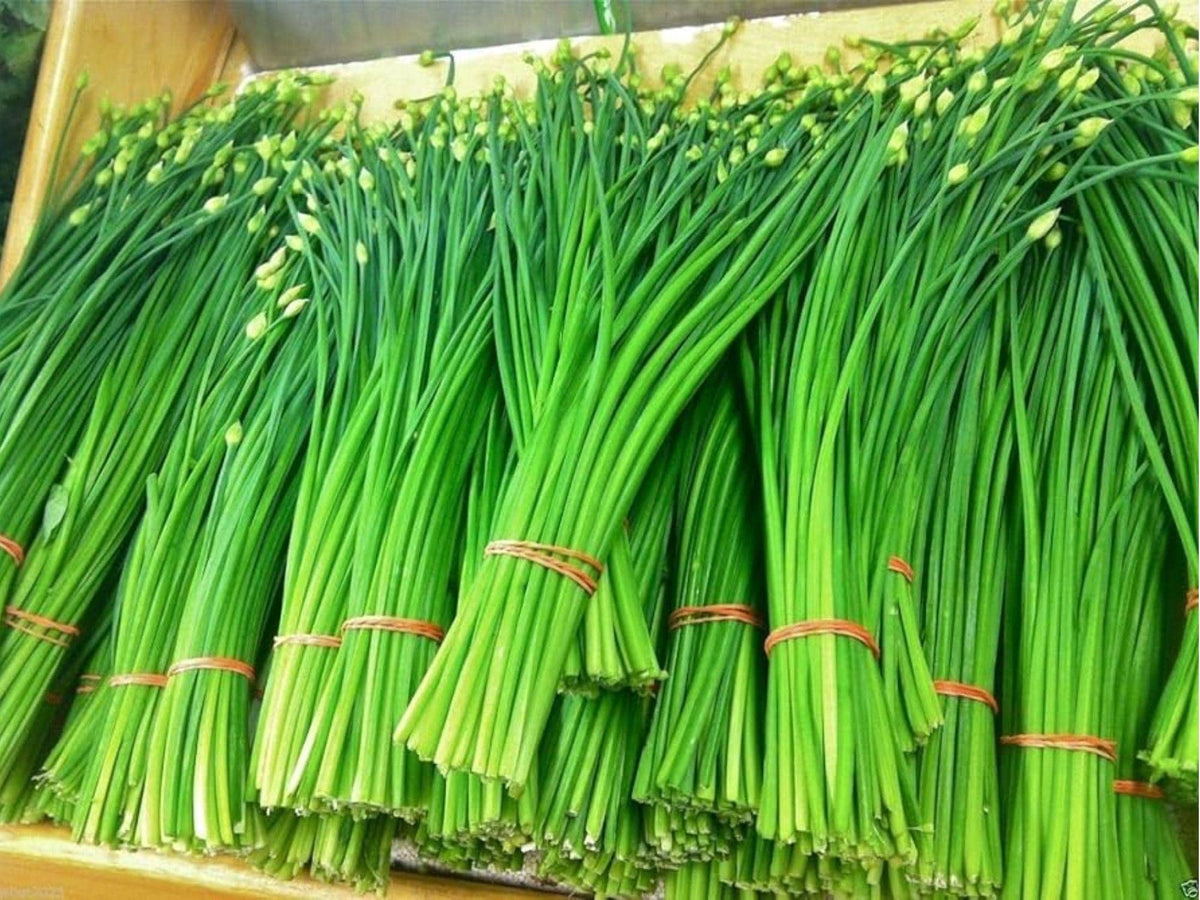 Flowering Chinese Leek Seeds – Edible Garlic Chives, Allium tuberosum, Heirloom Non-GMO, Pollinator Friendly Herb