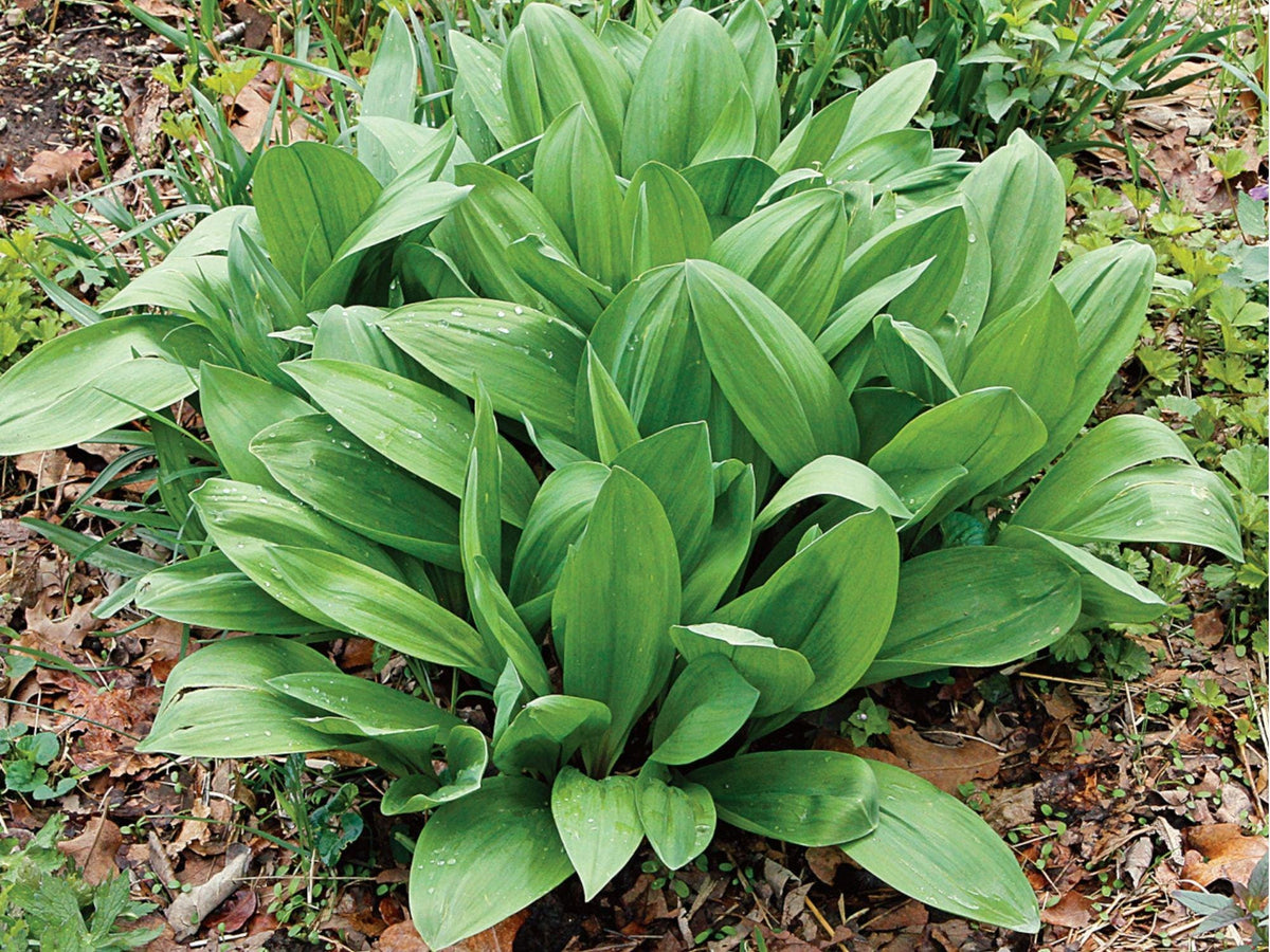 Wild Leek Seeds – Allium tricoccum Native Heirloom Edible Shade-Loving Perennial Garden Plant