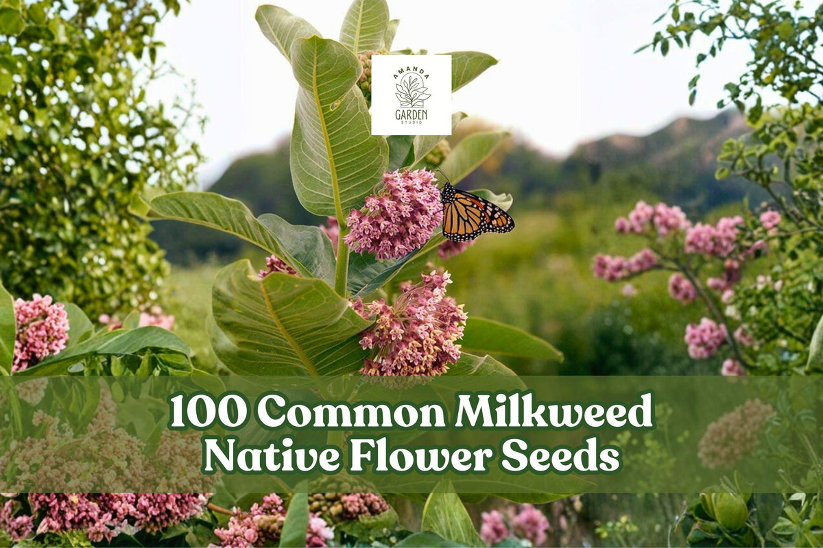 100 Common Milkweed Seeds - Native Perennial Wildflower for Gardens, Meadows, Asclepias syriaca