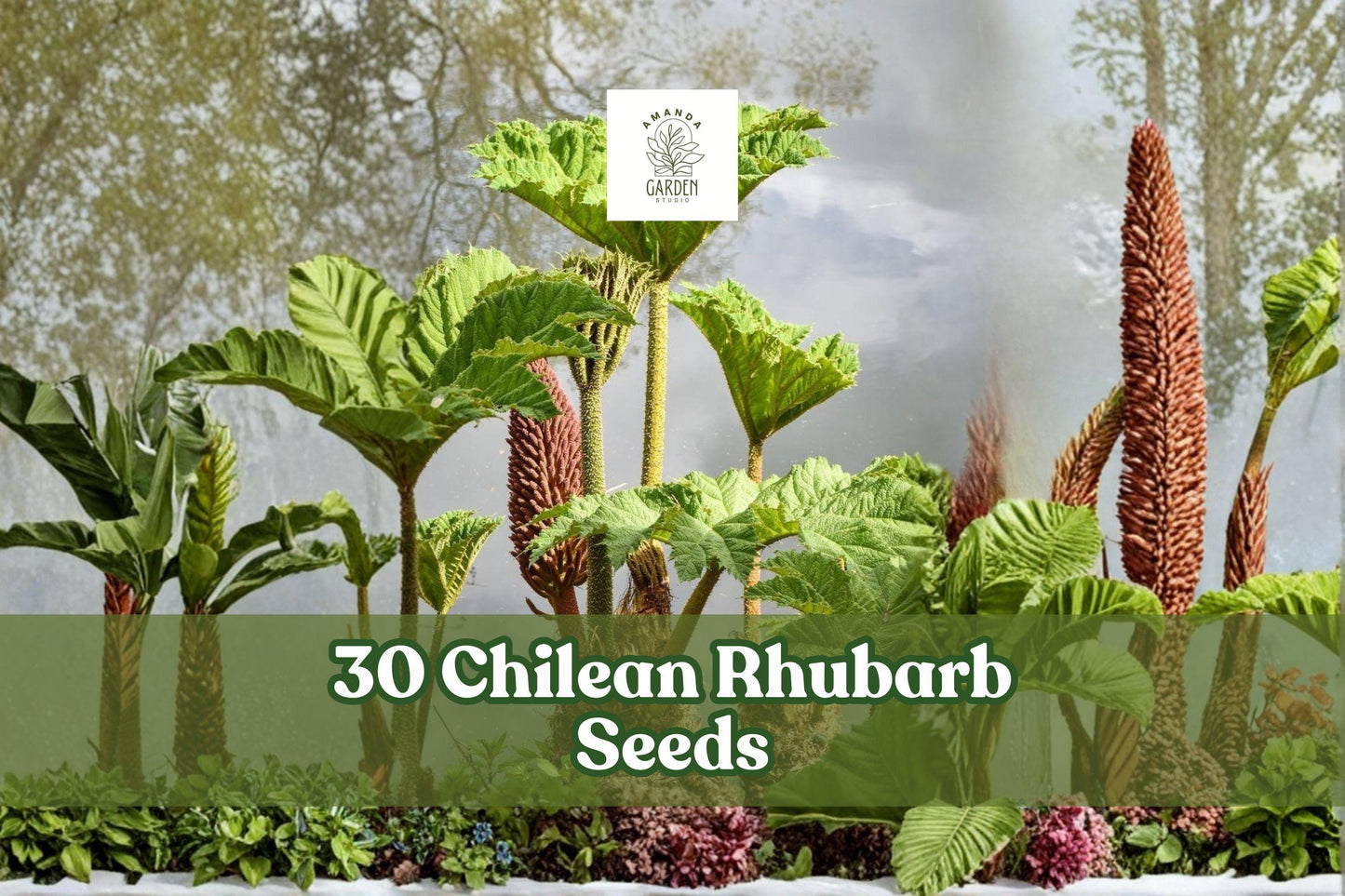 30 Chilean Rhubarb Seeds Gunnera tinctoria Ornamental Foliage Plant for Outdoor Landscaping