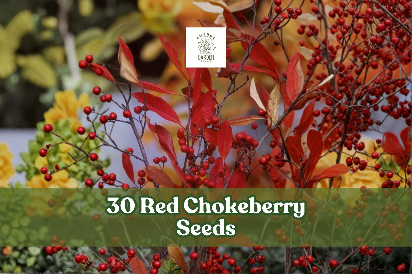 30 Red Chokeberry Seeds for Ornamental Shrub Aronia arbutifolia for Landscape and Garden
