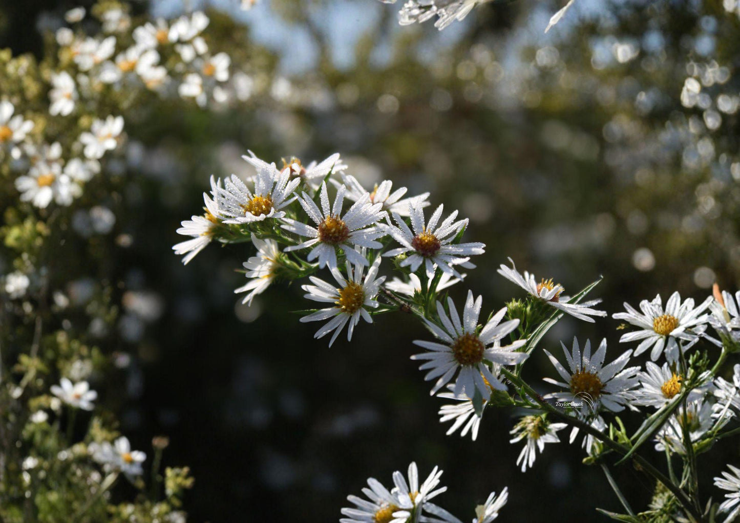 Symphyotrichum puniceum Swamp Aster Seeds – Native Wetland Perennial with Purple Flowers for Rain Gardens & Pollinator Gardens