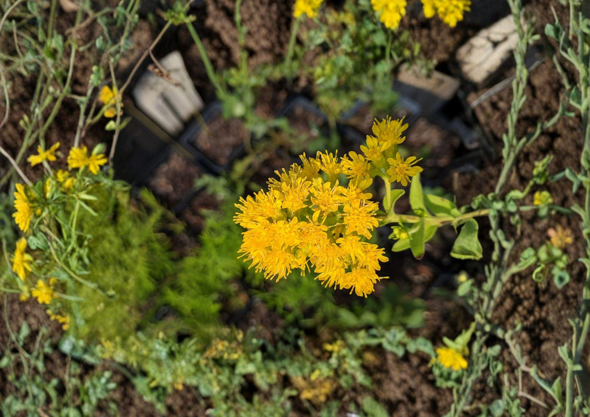 Oligoneuron rigidum Stiff Goldenrod Seeds, Native Prairie Perennial Wildflower, Bright Yellow Pollinator Plant, Drought-Tolerant