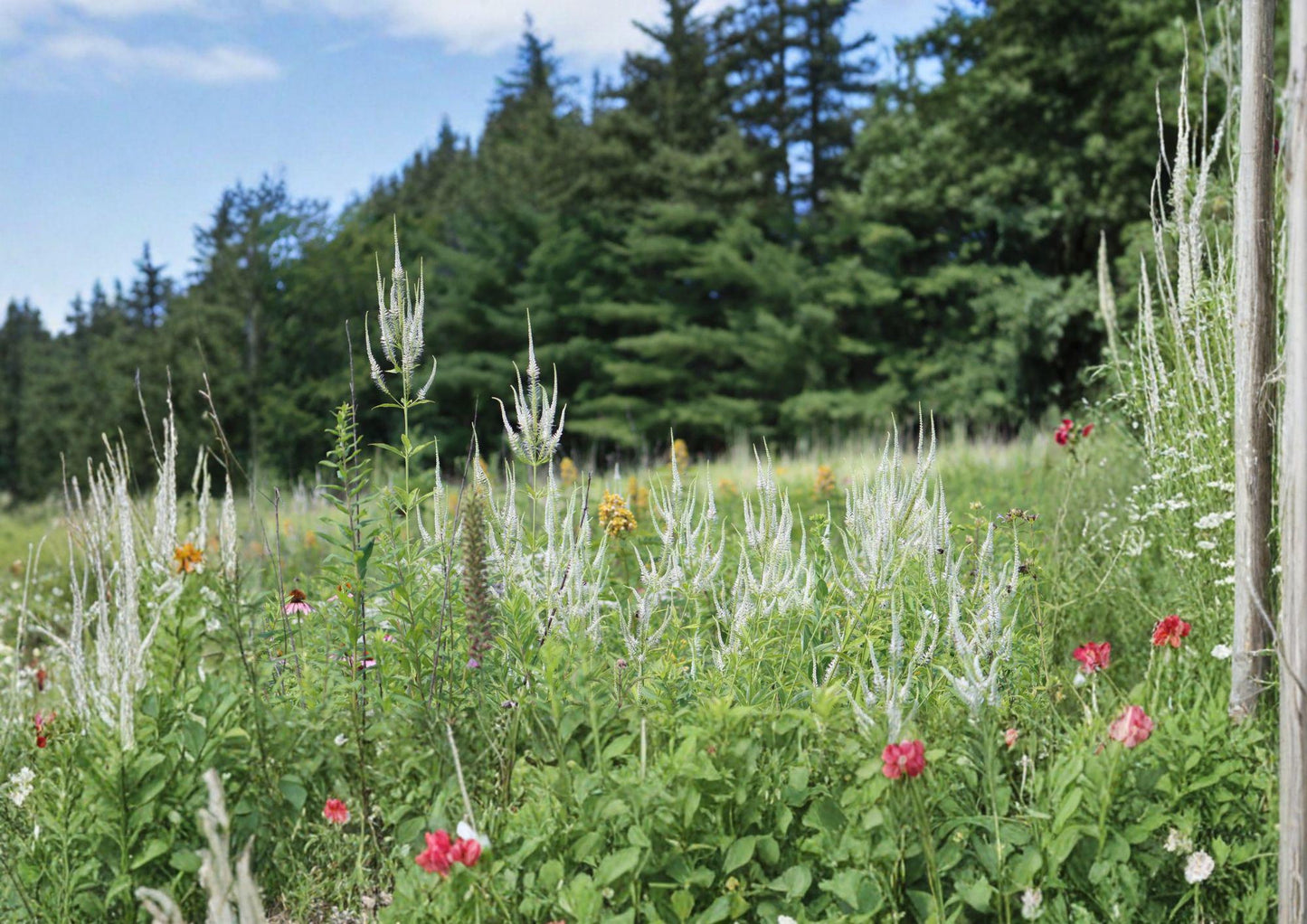 Veronicastrum virginicum Culver's Root Seeds – Native Tall White Perennial Wildflower for Pollinator Gardens, Prairie & Woodland Landscaping