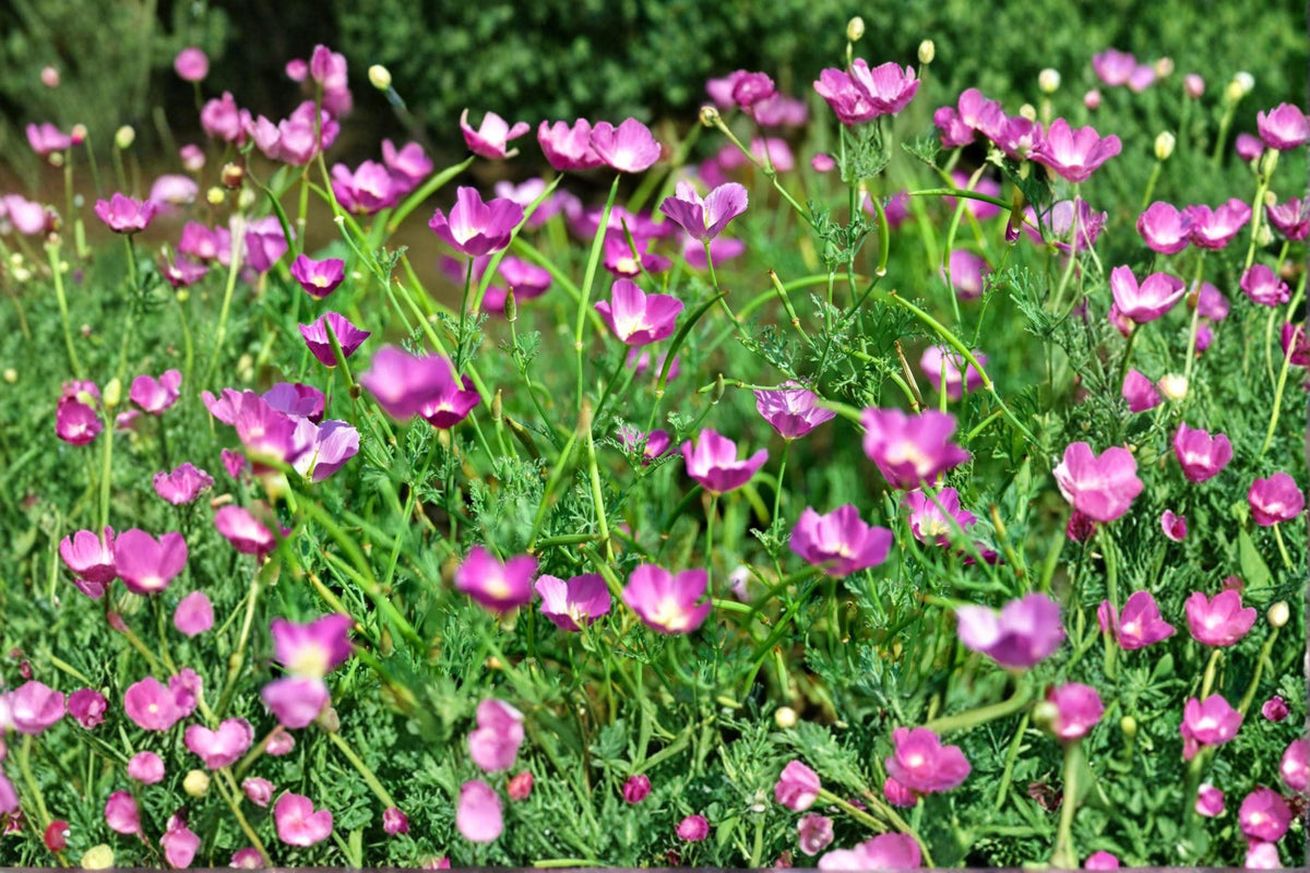 Purple Poppy Mallow Seeds - Magenta Ground Cover, Native Perennial, Callirhoe involucrata, Drought Tolerant, Wildflower Seeds (15 Seeds)