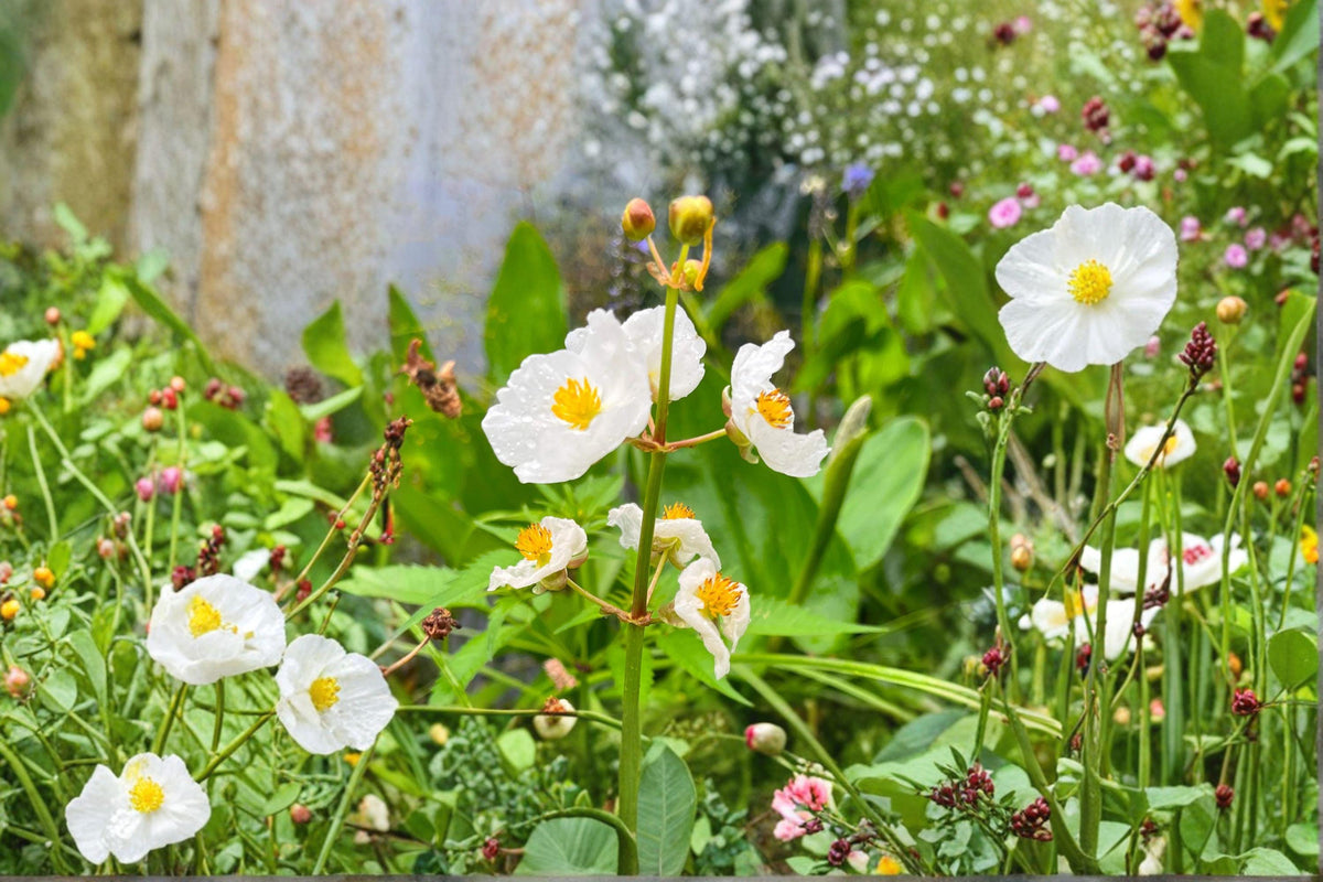 Common Arrowhead Seeds - Sagittaria latifolia, Native Aquatic White Flower, Wetland Plant for Ponds & Rain Gardens