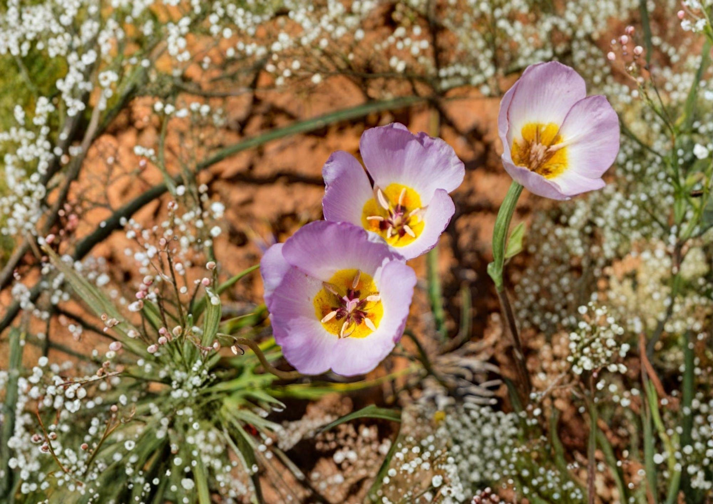 Winding Mariposa Lily Seeds – Calochortus flexuosus, Native Desert Wildflower, Lavender Pink Blooms, Drought-Tolerant, Xeriscape Plant