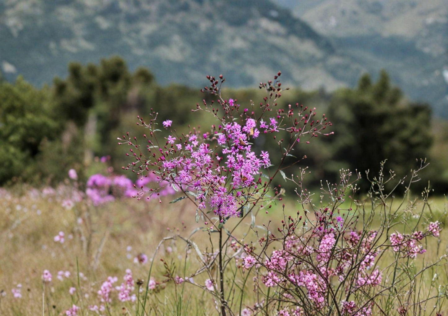 Tall Ironweed Seeds - Vernonia angustifolia, Native Purple Prairie Wildflower, Vivid Violet Blooms, Pollinator Attractant, Prairie Perennial