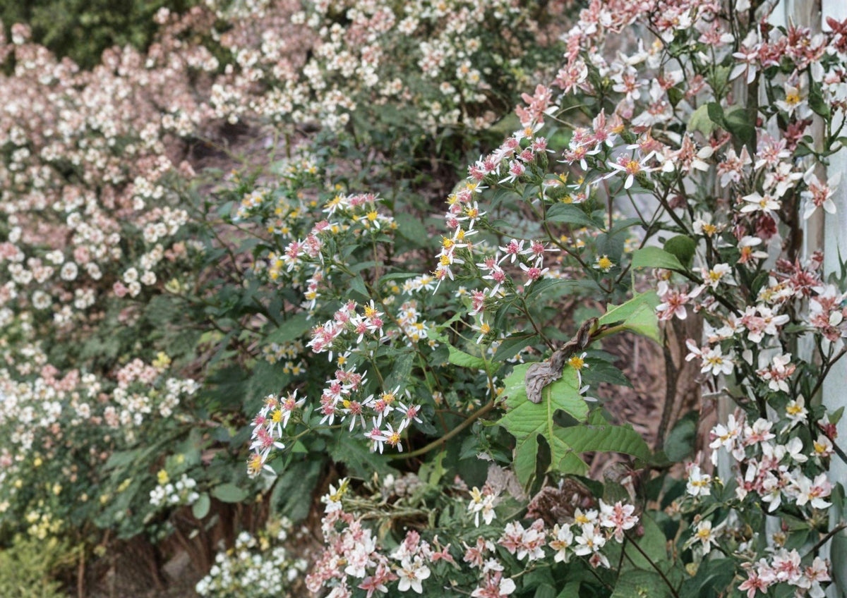 Calico Aster Seeds - Symphyotrichum lateriflorum, Native Pollinator Wildflower, Late Season Blooming, White Petals, Colorful Centers