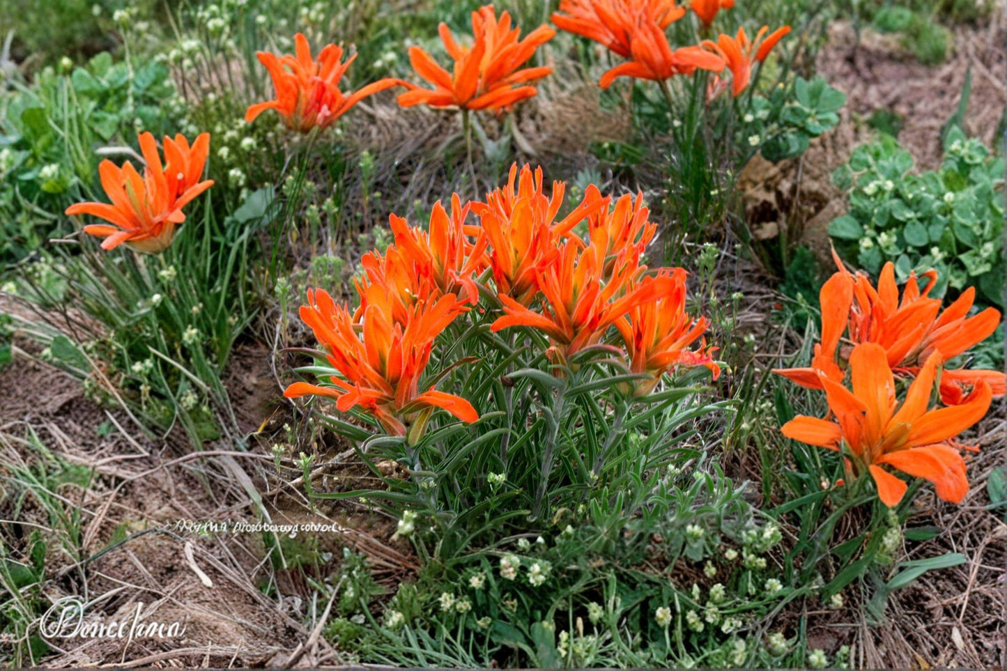 Orange Paintbrush Seeds - Southwestern Native Wildflower Castilleja integra for Xeriscape Gardens and Pollinator Attracting Landscaping