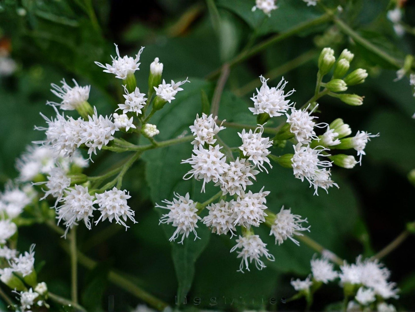 White Snakeroot Seeds – Ageratina altissima Native Shade Wildflower for Woodland Gardens & Pollinator Habitat