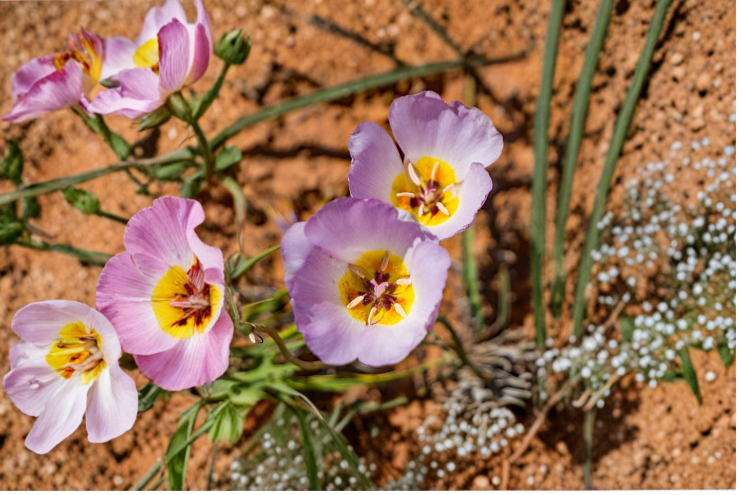 Winding Mariposa Lily Seeds - Native Desert Wildflower - Calochortus flexuosus - Drought Tolerant, Pollinator-Friendly, Rock Garden Plant