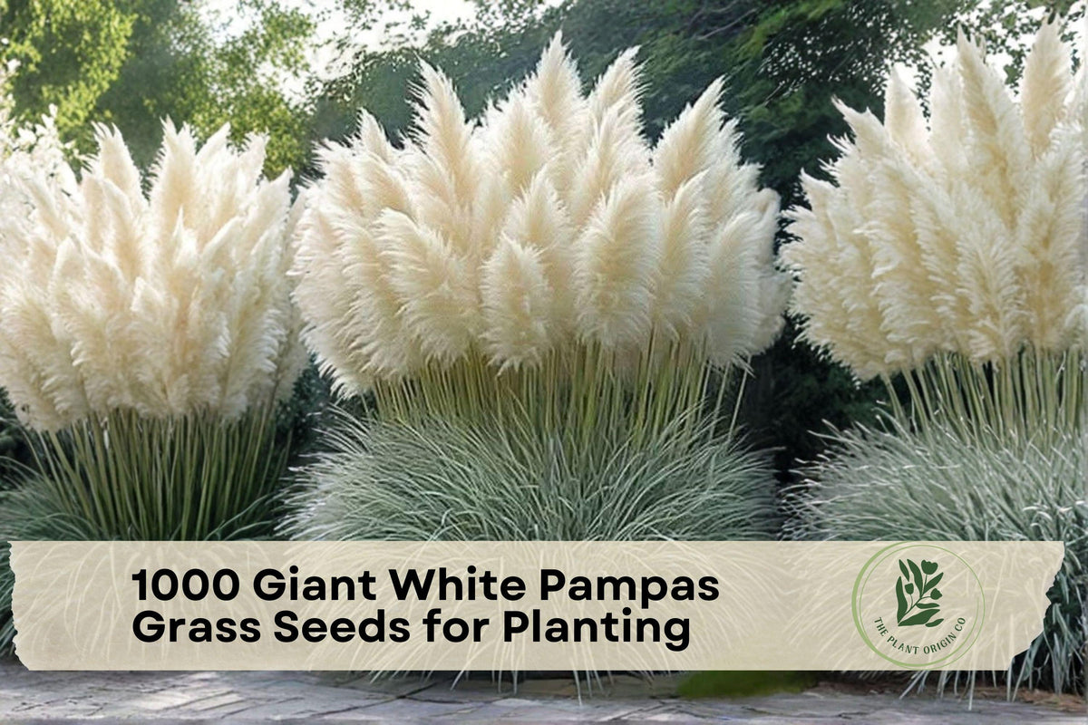 Giant White Pampas Grass Seeds for Planting – Cortaderia selloana, Ornamental Tall Grass for Landscaping & Garden Decor