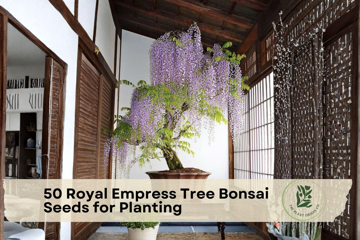 Royal Empress Tree Seeds for Bonsai & Ornamental Planting – Paulownia tomentosa, Large Foliage, Deciduous Tree, 50 Seeds