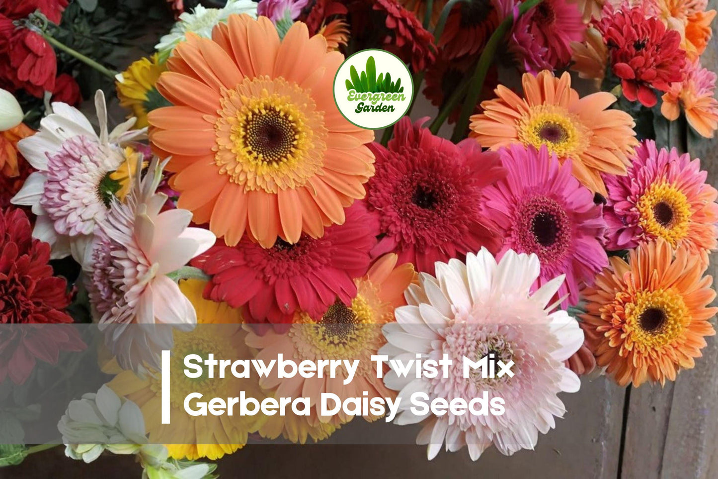 200 Strawberry Twist Mix Gerbera Daisy Seeds, Vibrant Colorful Blooms, Gerbera jamesonii, Garden, Container, Cut-Flower