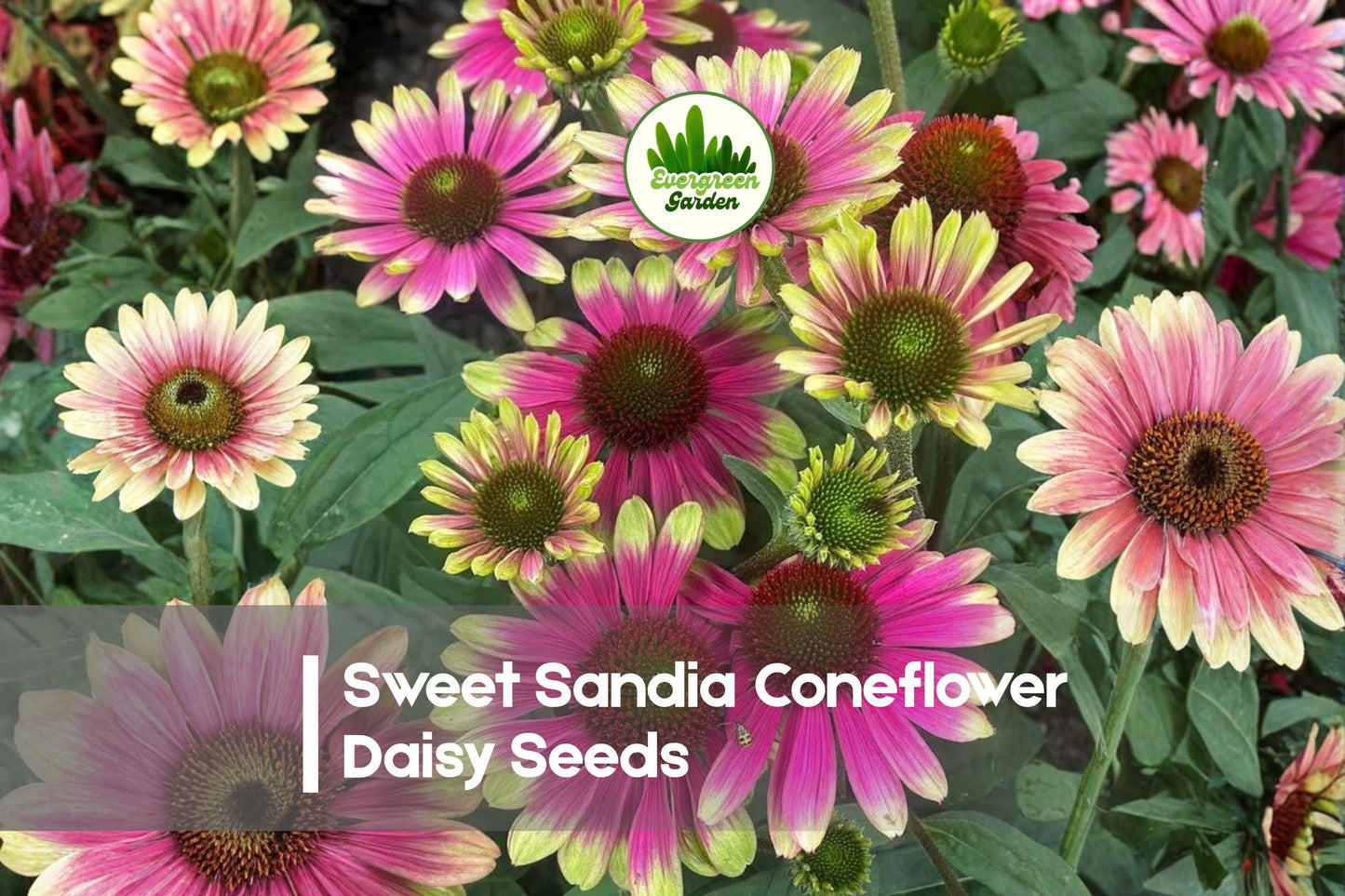 200 Sweet Sandia Coneflower Daisy Seeds – Rudbeckia Echinacea, Bright Blooms, Pollinator-Friendly, Garden Borders, Container Planting