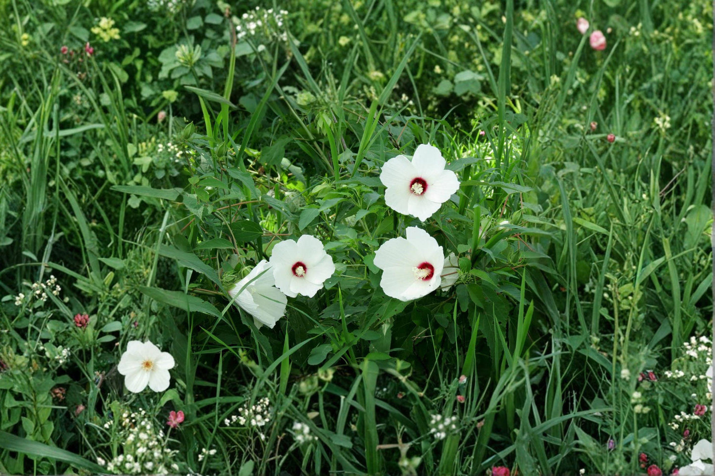 Hibiscus moscheutos Seeds – Swamp Rose Mallow, Wetlands Native Perennial with Large Pink & White Flowers, Supports Pollinators