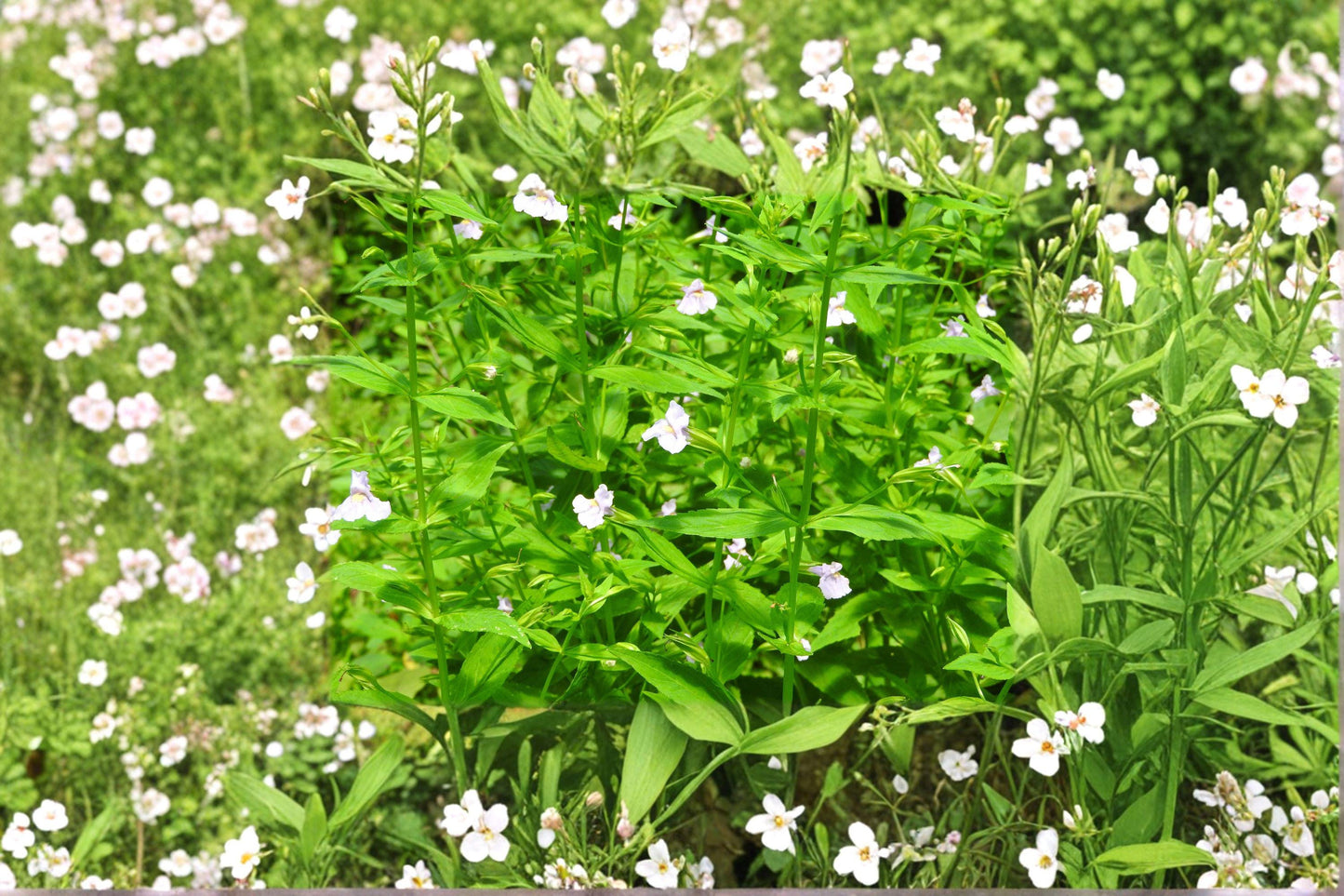 Monkey Flower Seeds - Mimulus ringens, Native Purple Wildflower for Wetlands, Rain Gardens & Pollinator Gardens