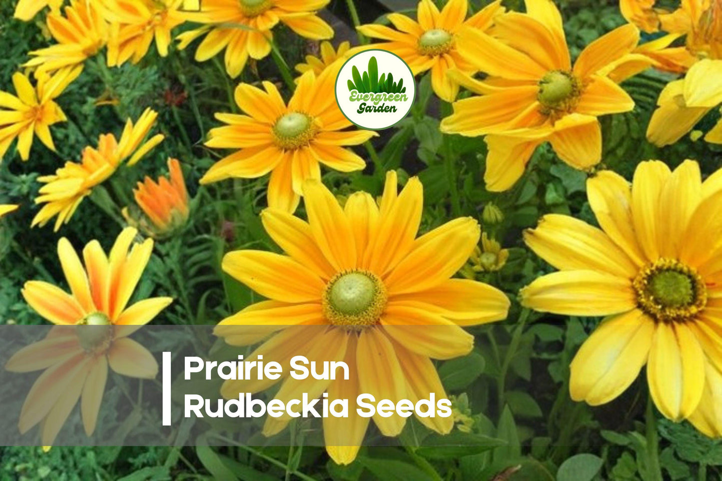 200 Prairie Sun Rudbeckia Seeds, Golden Yellow Flowers, Rudbeckia hirta, Pollinator & Garden Bed Plant