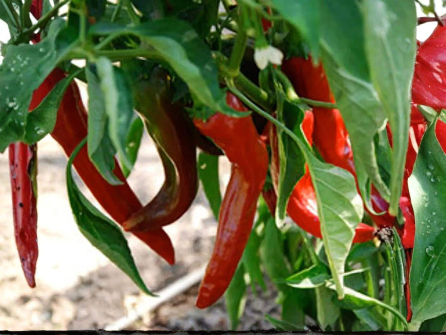 Hatch Giuseppe Pepper Seeds – New Mexico Chile, Mild to Medium Heat, Heirloom Vegetable, 25 Seeds
