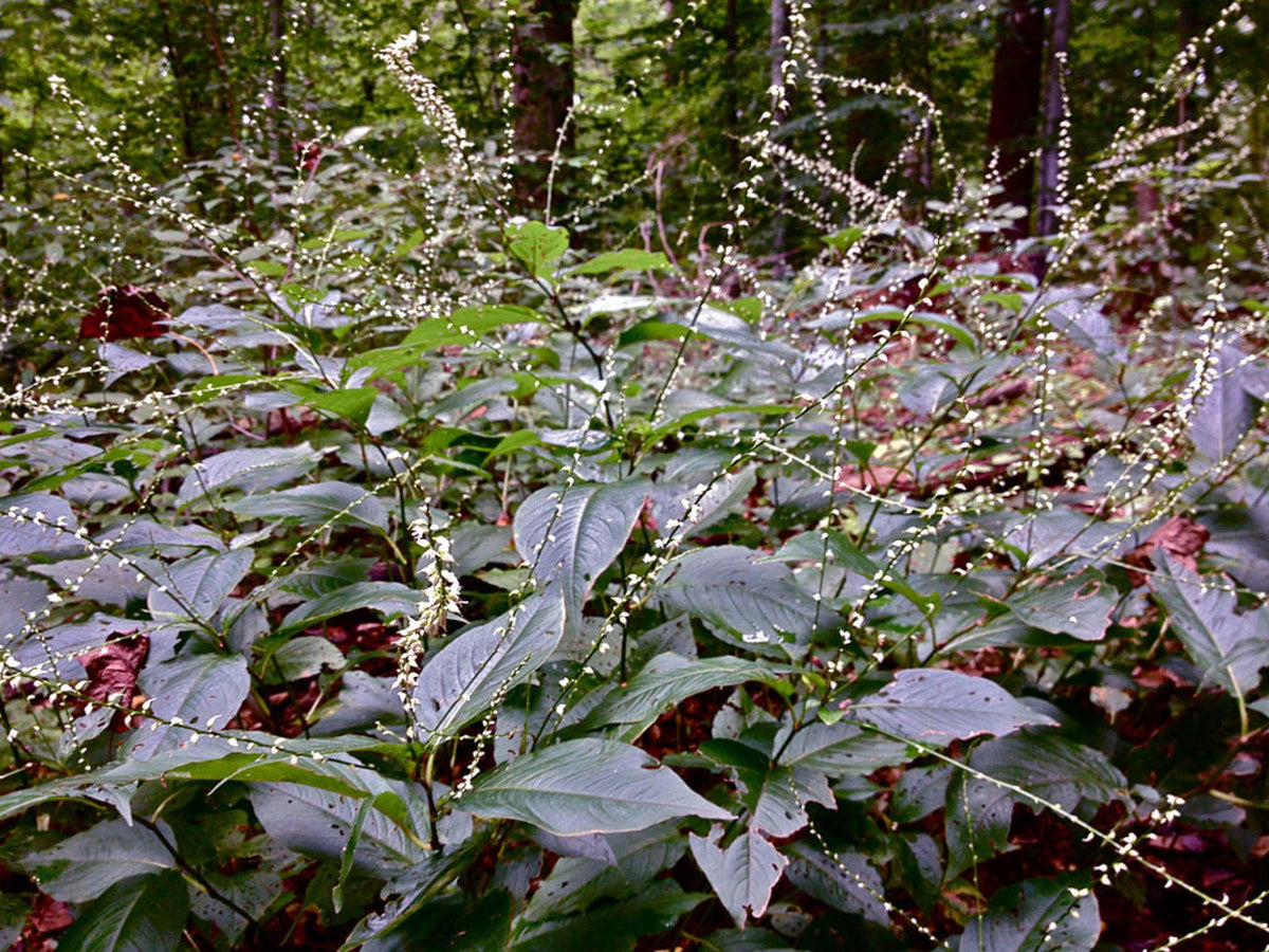 Persicaria virginiana Seeds – Woodland Knotweed Native Shade Perennial for Shade Gardens & Woodland Landscapes
