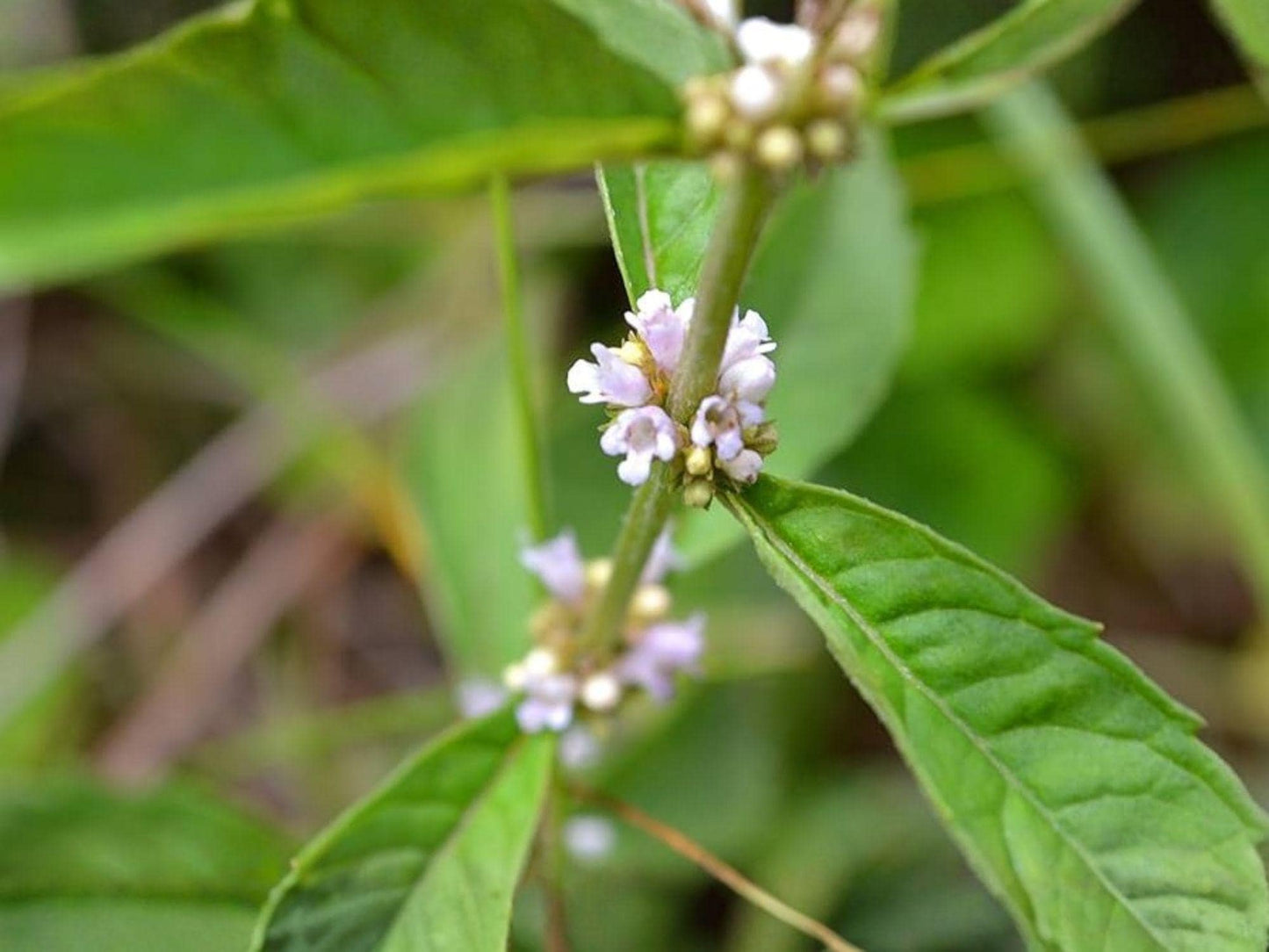 Lycopus americanus Seeds – 500 Native American Bugleweed Water Horehound Wetland Perennial for Pollinator Gardens