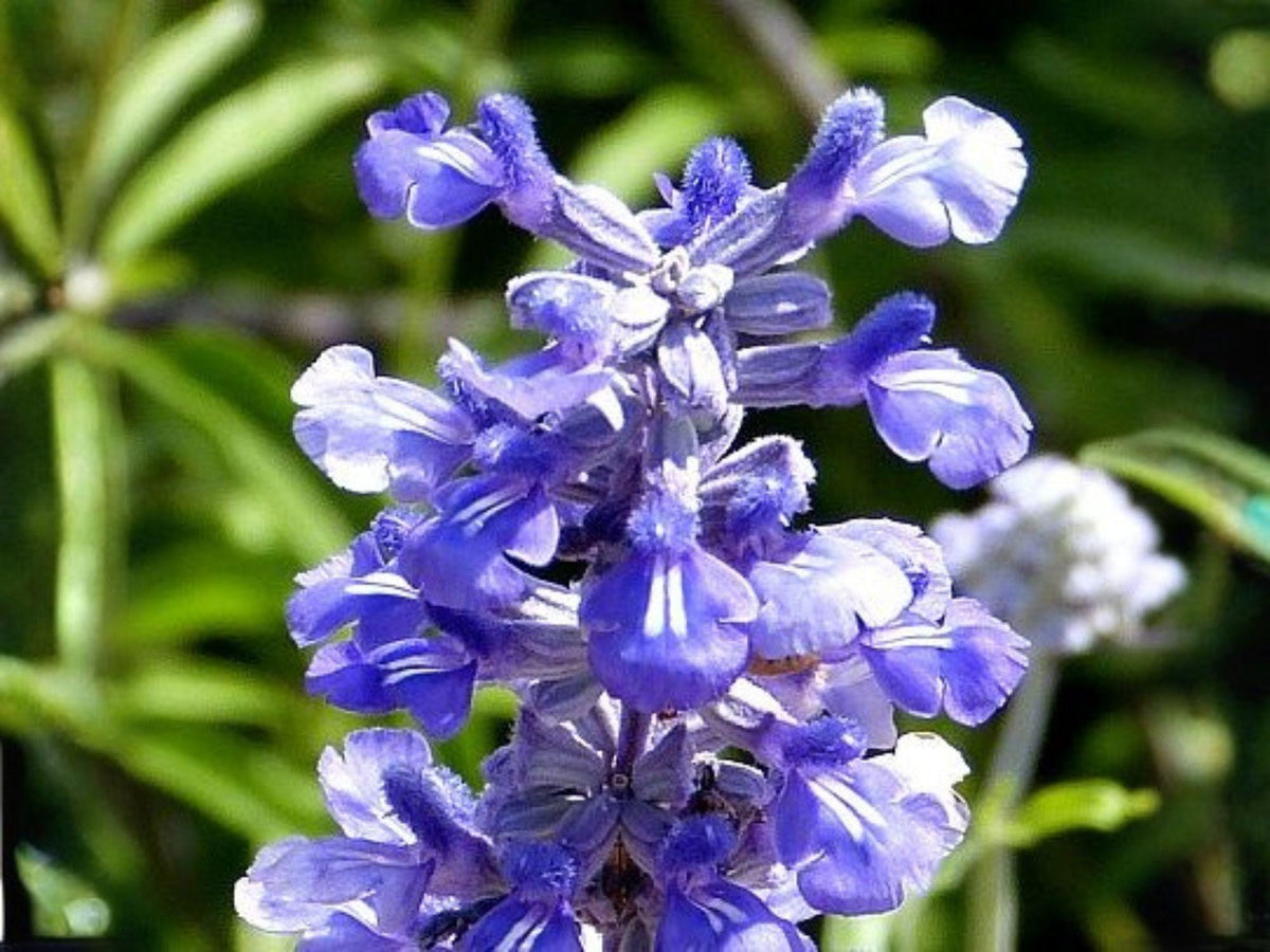 Blue Sage Seeds - Salvia farinacea, Pollinator Garden, 100 Seeds for Bees, Butterflies & Hummingbirds