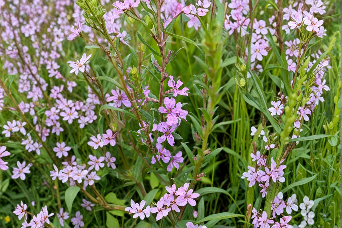 Winged Loosestrife Seeds – Native Pink Wildflower for Pollinator Gardens, Meadow & Wetland Restoration, Lythrum alatum, 3000 Seeds