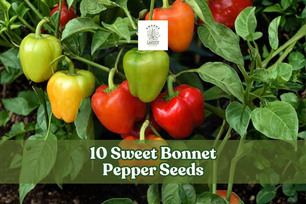 10 Sweet Bonnet Pepper Seeds – Capsicum chinense, Bonnet-Shaped Pods, Garden & Container Planting, Warm-Season Outdoor Planting