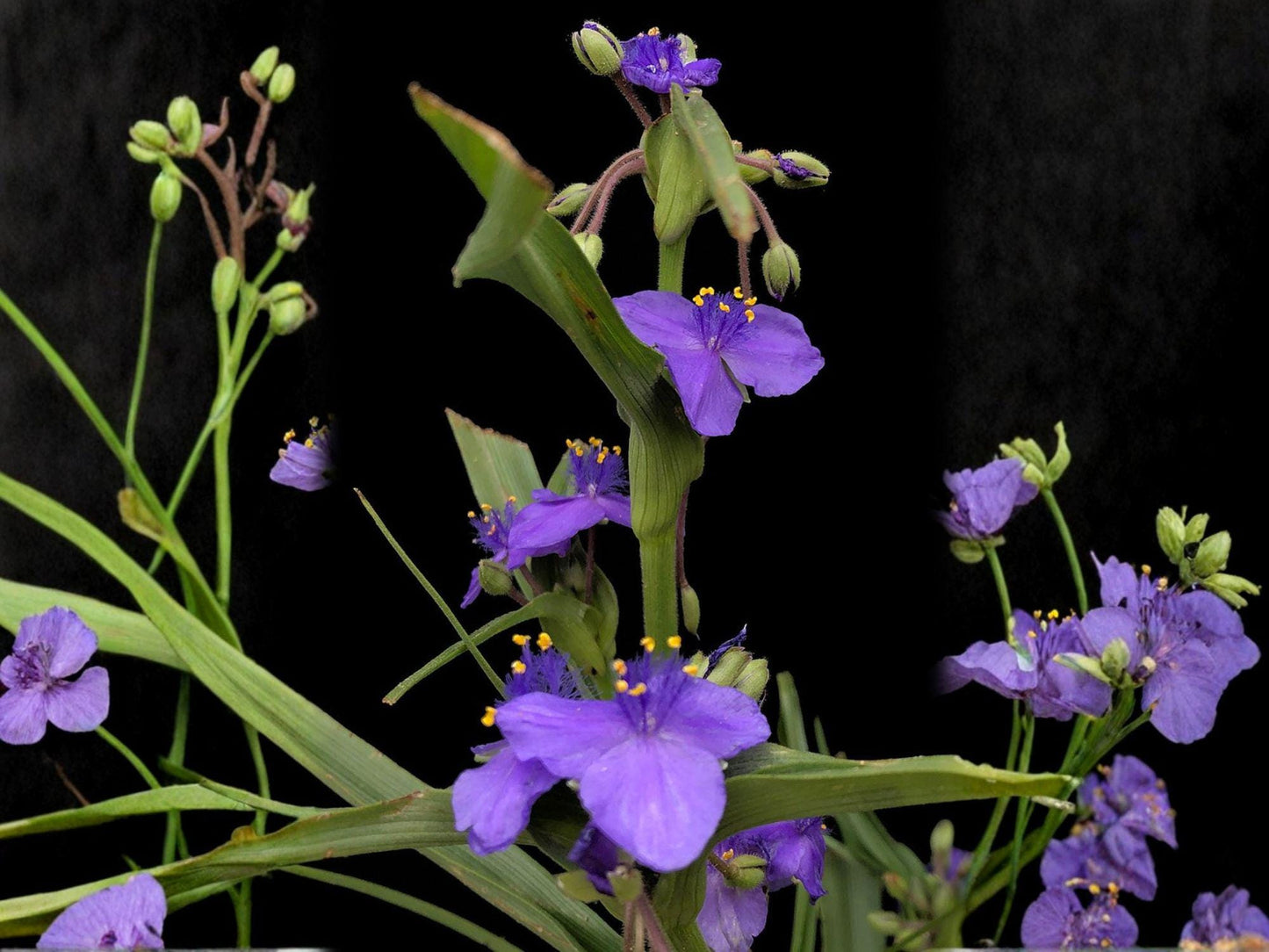 25 Western Spiderwort Seeds – Tradescantia occidentalis Native Wildflower for Pollinator Gardens & Prairie Landscaping