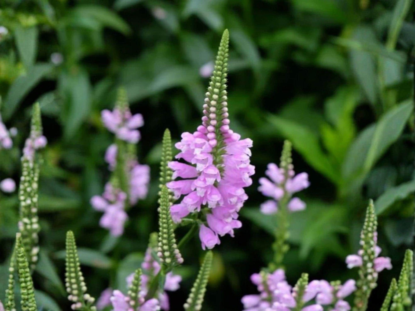 Obedient Plant Seeds – Physostegia virginiana – Native Perennial Wildflower for Pollinator Gardens – 50 Seeds