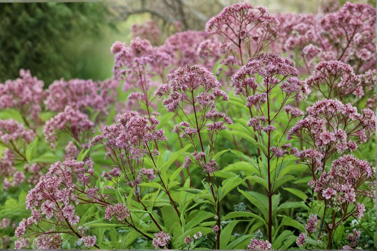 Eutrochium Fistulosum Seeds – Hollow Joe Pye Weed Pink Wildflower for Wetlands & Pollinator Gardens, Native Perennial