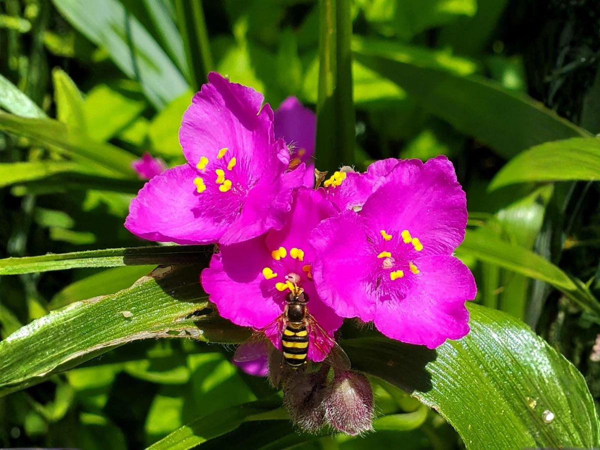 Prairie Spiderwort Seeds – 25 Native Tradescantia bracteata Wildflower Seeds for Prairie Gardens, Drought-Tolerant, Pollinator-Friendly, Perennial